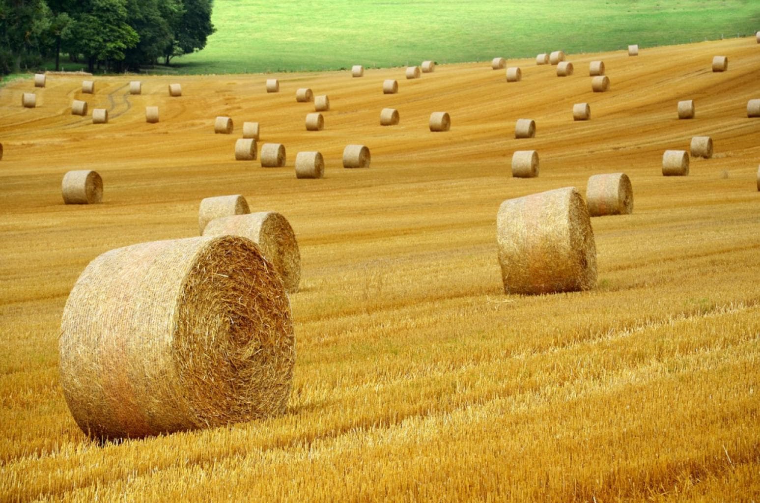 Loi Egalim : pourquoi les agriculteurs ne voient toujours pas la couleur d’un revenu décent ?