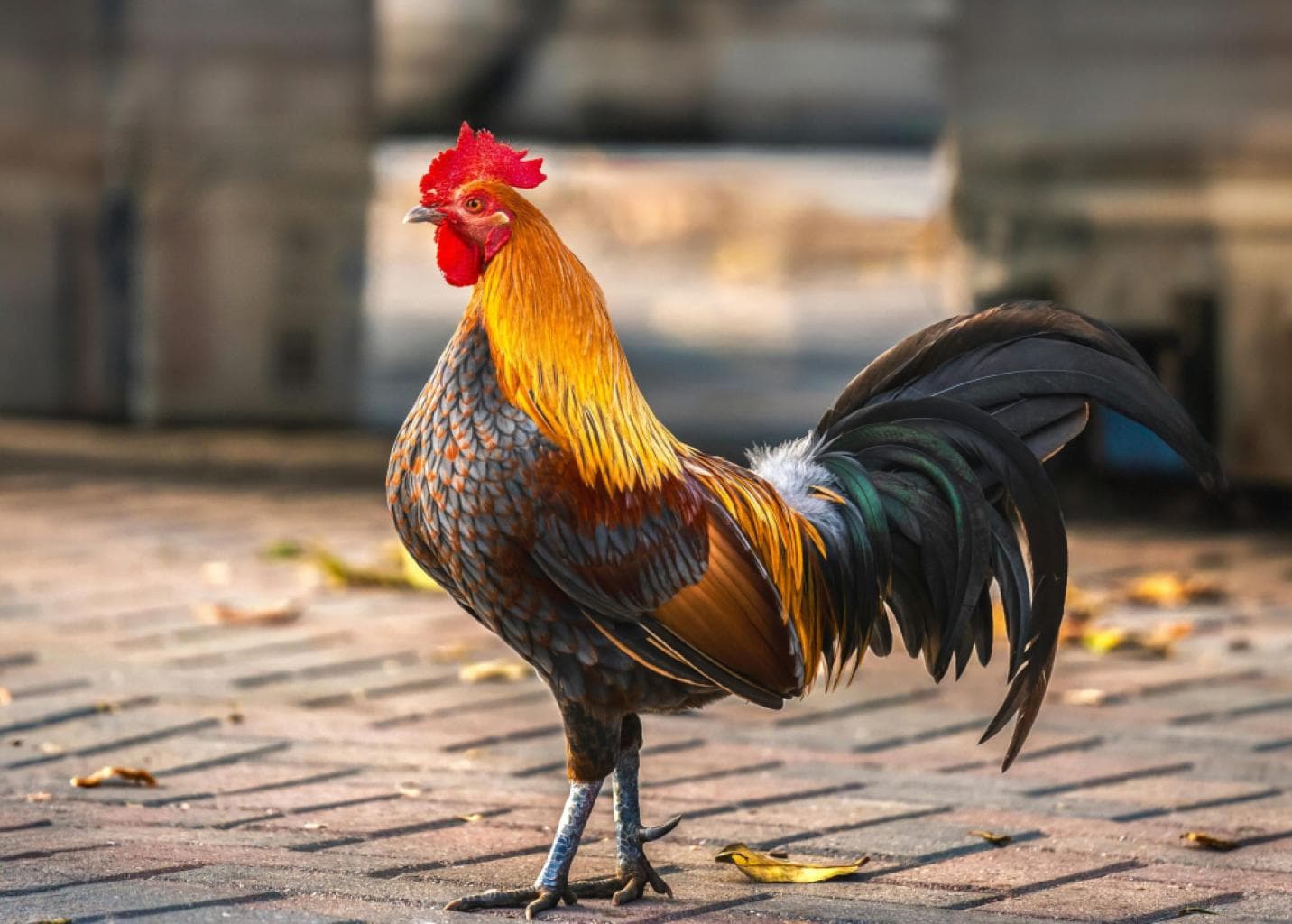 Grippe aviaire : premier cas humain grave aux États-Unis, la Louisiane en état d’alerte