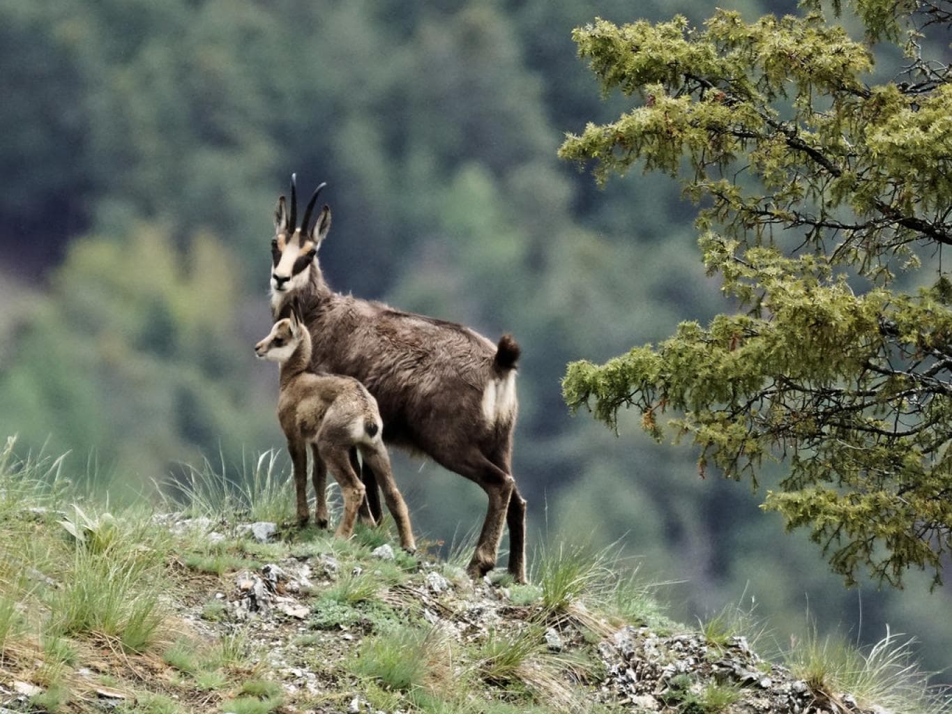 « Une tuerie de masse » : Brigitte Bardot dénonce l’abattage prochain de 600 chamois dans le Doubs