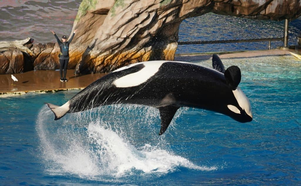 Marineland d’Antibes ferme définitivement ses portes : la fin des spectacles de cétacés en France